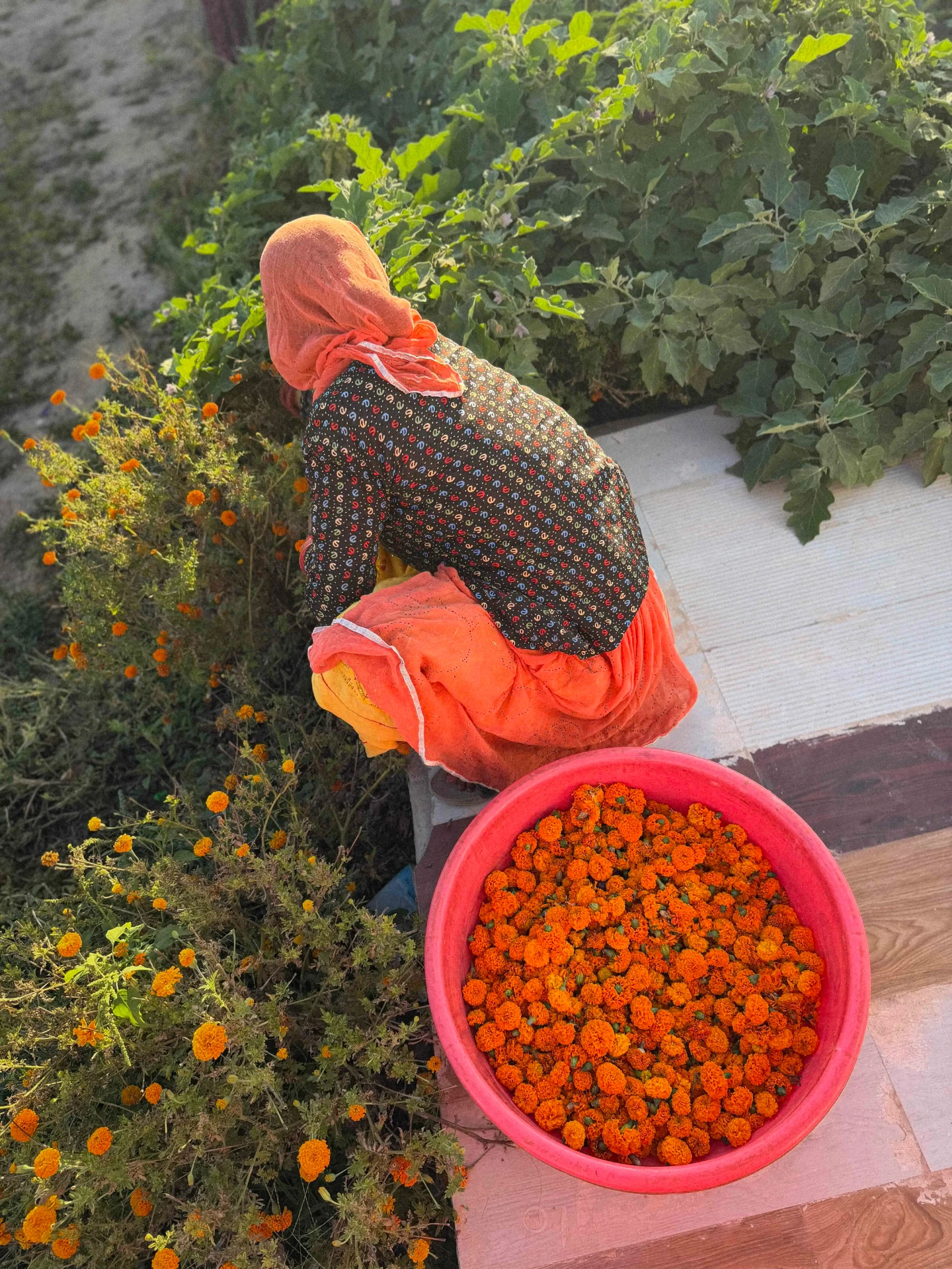 Gathering marigolds for natural dye
