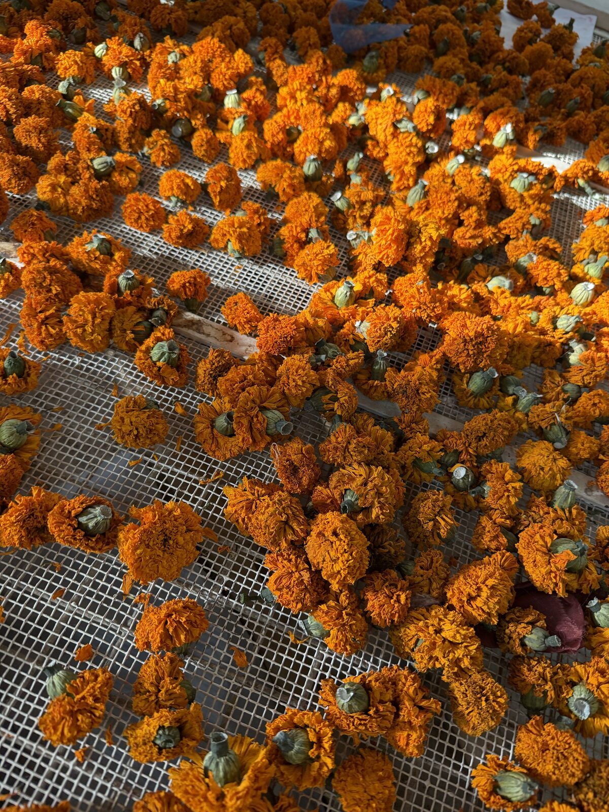 Natural dye work in progress at the Heena Agrima studio